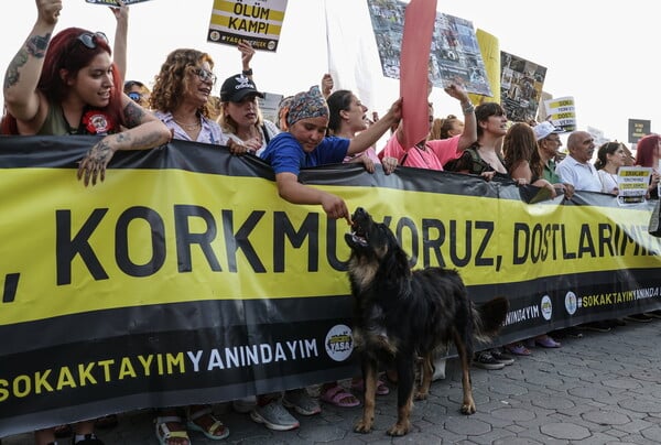 Κωνσταντινούπολη: Νέο μέτρο απαγορεύει τη σίτιση αδέσποτων σκύλων