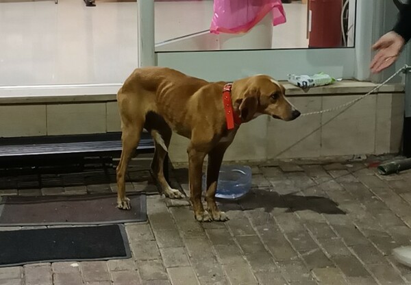 Μεγαλόπολη: Σκύλος τυλιγμένος με πλαστική σακούλα βρέθηκε σε κάδο απορριμάτων