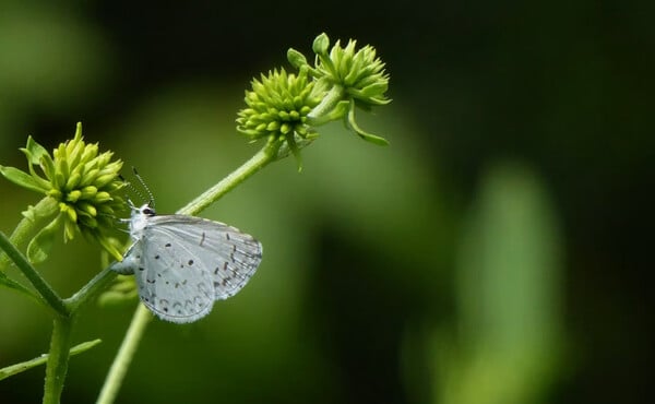 ΣΚ - Σχεδόν 3.000 είδη ζωντανών οργανισμών κινδυνεύουν με εξαφάνιση στην Ουαλία