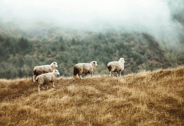 ΝΕΟ ΕΠΙΔΟΜΑ ΚΤΗΝΟΤΡΟΦΟΙ