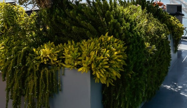 Θεσσαλονίκη: Έκλεψαν μέντα, θυμάρι και δυόσμο από τα παρτέρια του δήμου