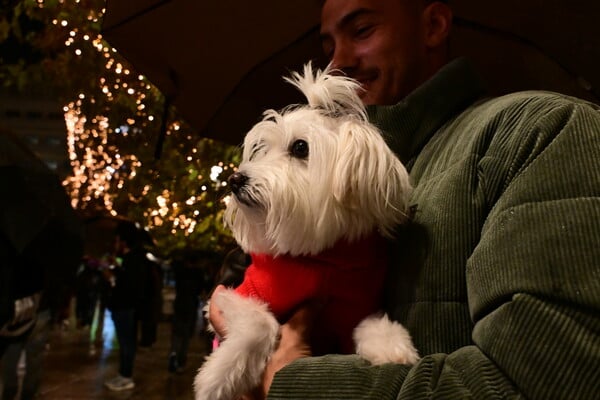 ΧΡΙΣΤΟΥΓΕΝΝΙΑΤΙΚΟ ΔΕΝΤΡΟ ΣΥΝΤΑΓΜΑ ΒΡΟΧΗ
