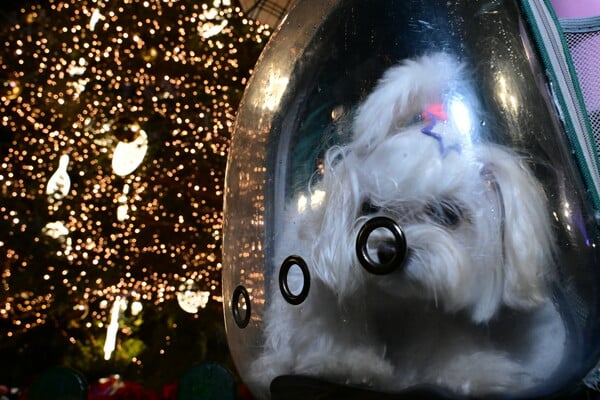 ΧΡΙΣΤΟΥΓΕΝΝΙΑΤΙΚΟ ΔΕΝΤΡΟ ΣΥΝΤΑΓΜΑ ΒΡΟΧΗ
