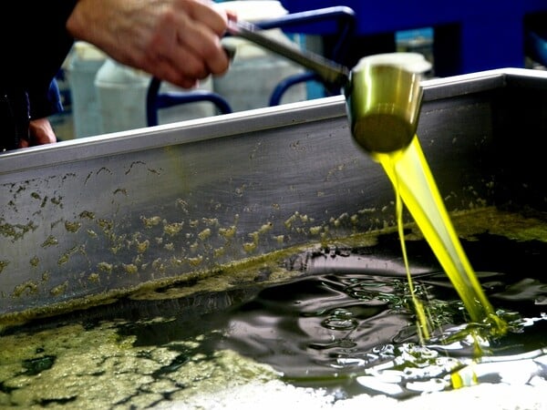 Η εποχή του Ευχέλαιου της μεσογειακής διατροφής Ή Τα μυστήρια της εποχής των ελιών