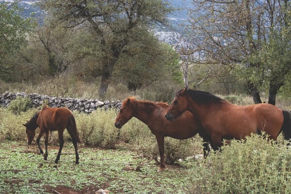 «Εδώ νιώθω πραγματικά ελεύθερος, δημιουργικός και κοντά στις ρίζες μου»