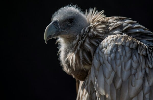 ΓΥΠΑΣ ΙΝΔΙΑ