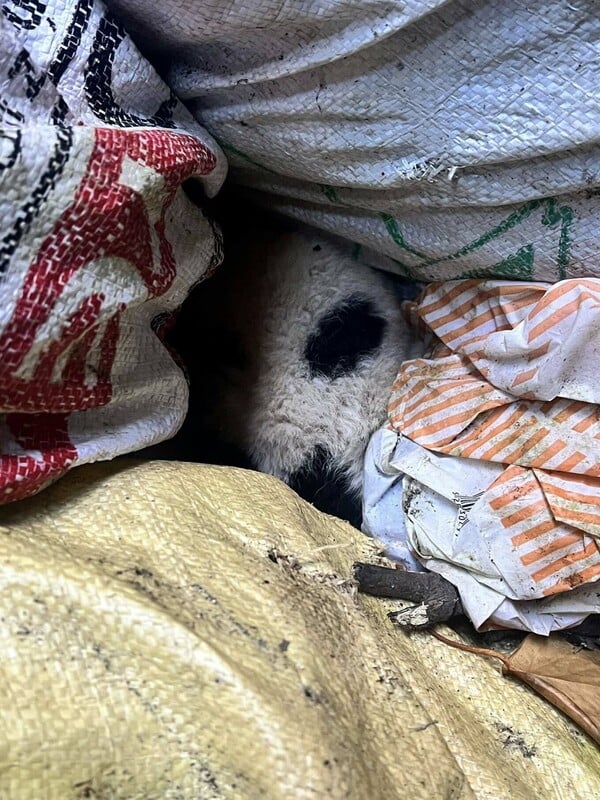 Πήλιο: Άγνωστοι πέταξαν κουτάβια σε βάραθρο 20 μέτρων – Ένα επέζησε και διασώθηκε