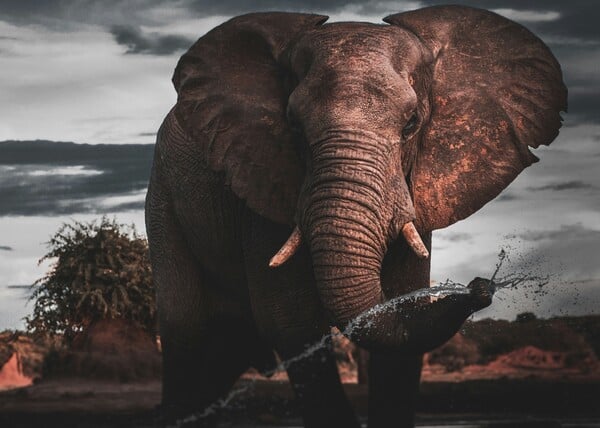 ΠΟΡΤΟΓΑΛΙΑ ΕΛΕΦΑΝΤΑΣ