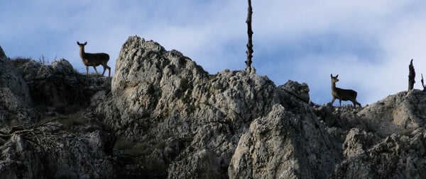 11ο Διεθνές Φεστιβάλ Ντοκιμαντέρ Πελοποννήσου – τα βραβεία