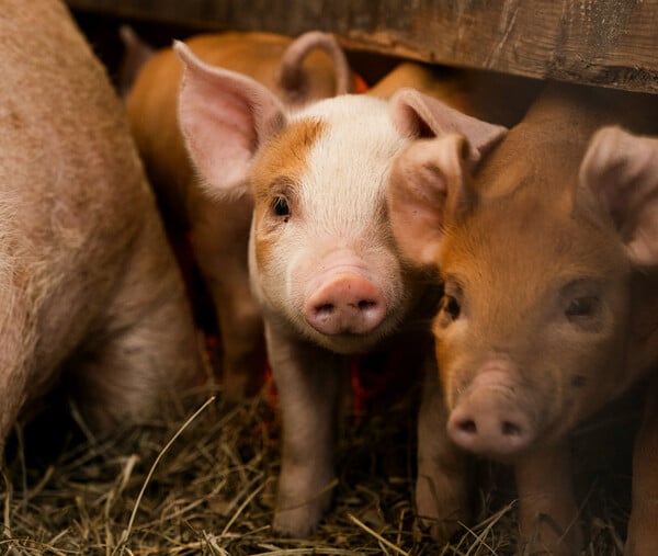 Ισπανία: Το ξέσπασμα της αφρικανικής πανώλης των χοίρων μπορεί να συνδέεται με την τροφή τους