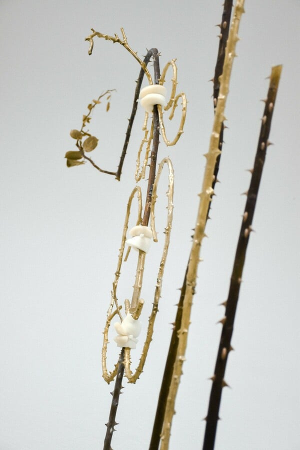 Ανδρέας Μαλλουρής: An Evening Botanist