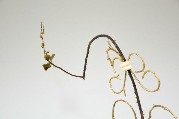 Ανδρέας Μαλλουρής: An Evening Botanist