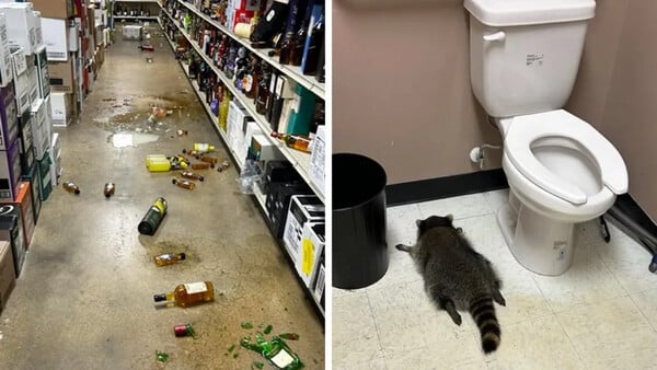 Ρακούν κάβα