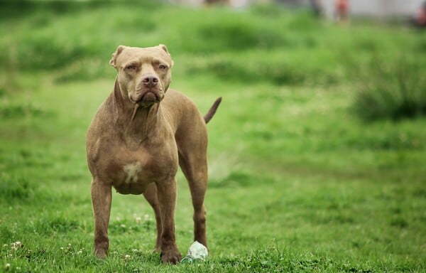 ΝΕΚΡΟ ΠΑΙΔΙ ΖΑΚΥΝΘΟΣ ΕΠΙΘΕΣΗ ΣΚΥΛΟΥ