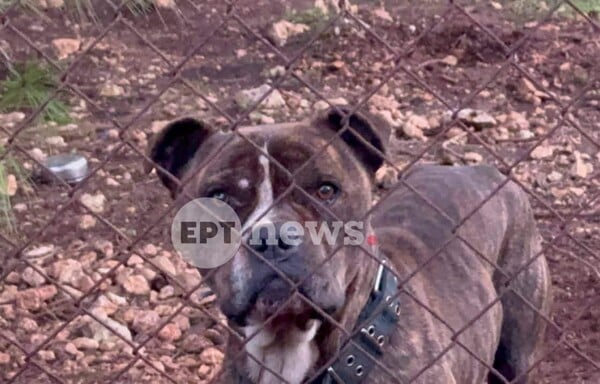 ΝΕΚΡΟ ΠΑΙΔΙ ΖΑΚΥΝΘΟΣ