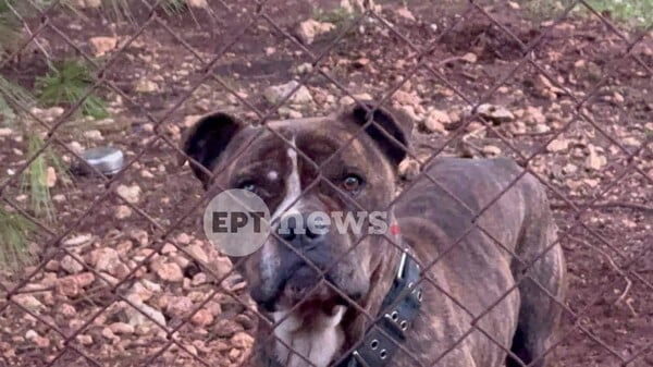 ΝΕΚΡΟ ΠΑΙΔΙ ΖΑΚΥΝΘΟΣ