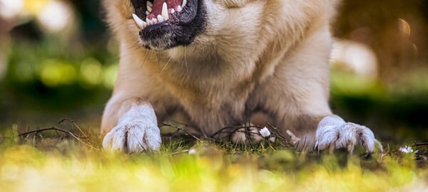 Νεκρό παιδί στη Ζάκυνθο: «Είδα τον πατέρα με αίματα, το σκυλί θα μας έτρωγε όλους», λέει ο πρόεδρος Αγίου Λέοντα