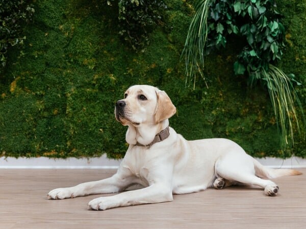 Μια ημέρα με την Έθελ στην MSD: Πώς ένας σκύλος -οδηγός αλλάζει την ζωή στο γραφείο