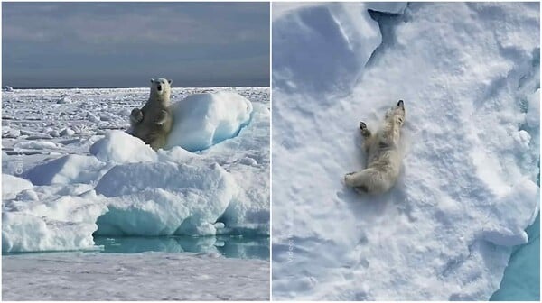 National Geographic: Viral στα social media πολική αρκούδα που παίζει με το χιόνι