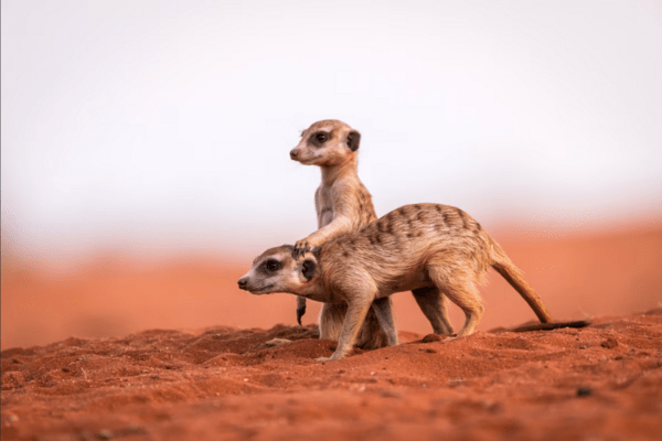  Πόσο μονογαμικοί είναι οι άνθρωποι σε σχέση με τα υπόλοιπα θηλαστικά; 