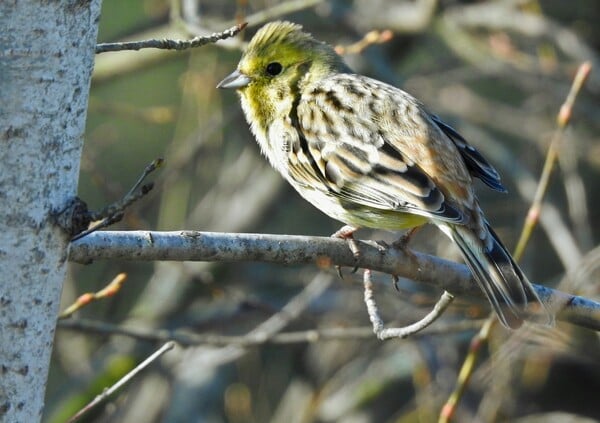 WWF ΠΤΗΝΑ ΛΟΥΓΑΡΟ