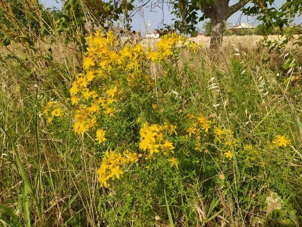 ΥΠΠΟ ΣΠΑΘΟΧΟΡΤΟ