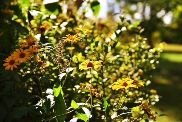 ΚΑΙΡΟΣ ΣΑΒΒΑΤΟΚΥΡΙΑΚΟ