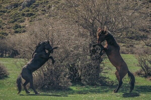 48 ώρες στα Τρίκαλα Κορινθίας