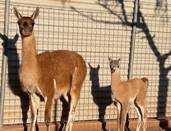 ΚΑΛΑΒΡΥΤΑ ΖΩΟΛΟΓΙΚΟΣ ΚΗΠΟΣ