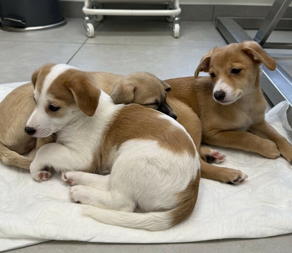 Νέο κουταβάκι ή γατάκι; Οδηγός για «Νέους Γονείς» που θέλουν να κάνουν ένα σωστό και ισορροπημένο ξεκίνημα