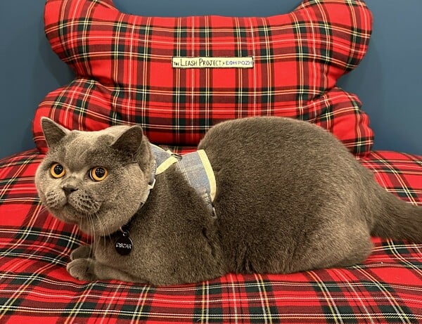 Νέο κουταβάκι ή γατάκι; Οδηγός για «Νέους Γονείς» που θέλουν να κάνουν ένα σωστό και ισορροπημένο ξεκίνημα