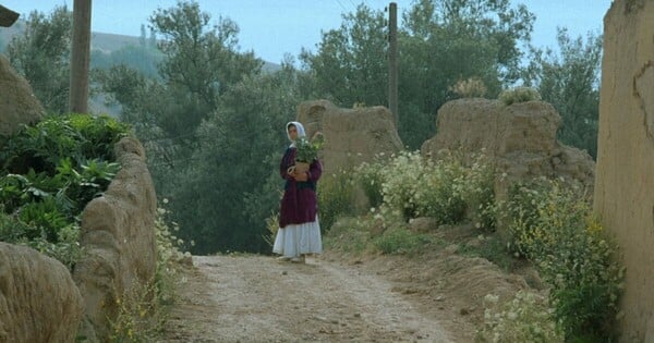 Μέσα από τους ελαιώνες. Ένα πολυποστ