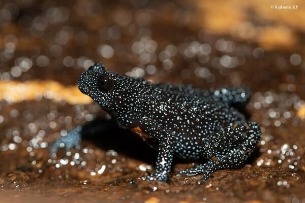 Σπάνιο είδος «γαλαξιακών βατράχων» θανατώνεται εξαιτίας φωτογράφων