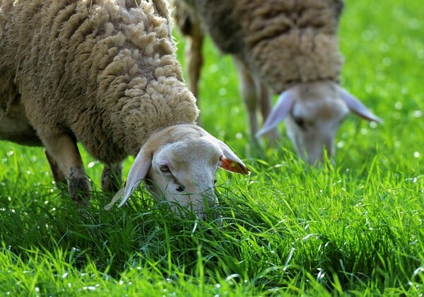 ΟΠΕΚΕΠΕ: Έκτακτοι έλεγχοι στα Ιωάννινα μετά από καταγγελία