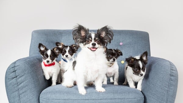 Εσείς θα κλωνοποιούσατε το κατοικίδιό σας; 