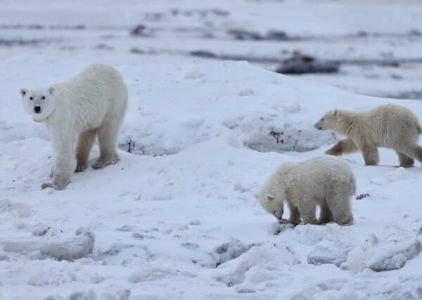 ΠΟΛΙΚΗ ΑΡΚΟΥΔΑ ΥΙΟΘΕΣΙΑ ΑΡΚΟΥΔΑΚΙ