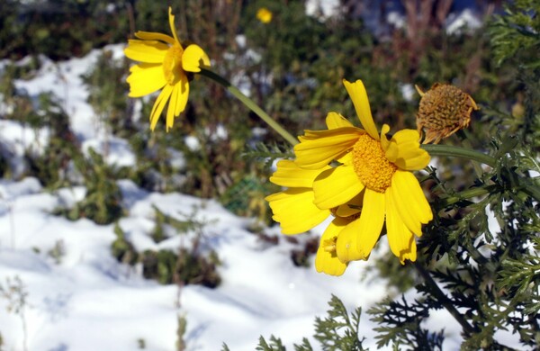 Καιρός: Κρύο και παγετός κατά τόπους - Πού καταγράφονται οι χαμηλότερες θερμοκρασίες