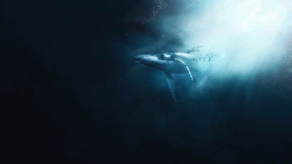 ΣΚ / Εντοπίστηκε θανατηφόρος ιός στην αναπνοή των φαλαινών της Αρκτικής