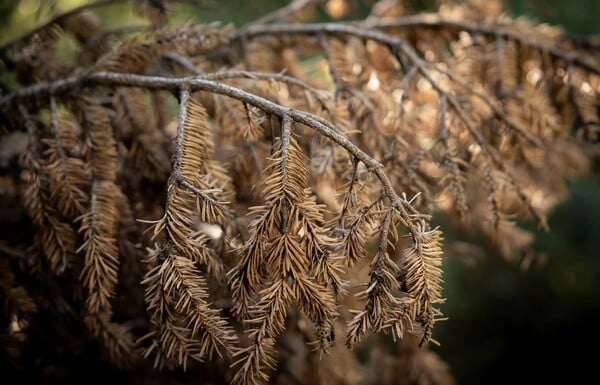 ΓΙΑ ΣΚ - Τα ελληνικά ελατοδάση επέζησαν από τις δασικές πυρκαγιές, αλλά τώρα κάτι άλλο τα «σκοτώνει»
