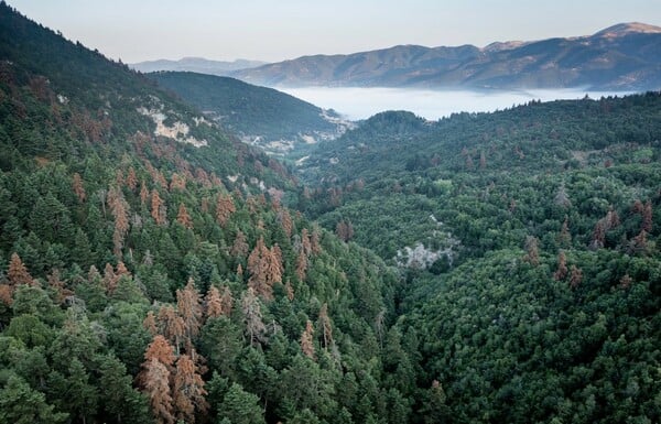 ΓΙΑ ΣΚ - Τα ελληνικά ελατοδάση επέζησαν από τις δασικές πυρκαγιές, αλλά τώρα κάτι άλλο τα «σκοτώνει»