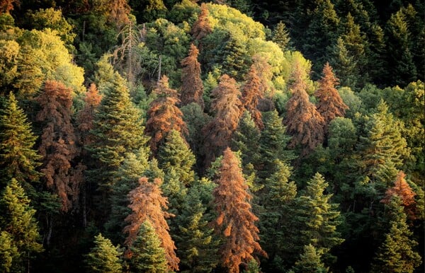 ΓΙΑ ΣΚ - Τα ελληνικά ελατοδάση επέζησαν από τις δασικές πυρκαγιές, αλλά τώρα κάτι άλλο τα «σκοτώνει»