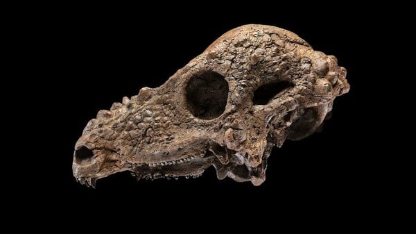 ΔΕΙΝΟΣΑΥΡΟΣ ΟΥΑΣΙΝΓΚΤΟΝ