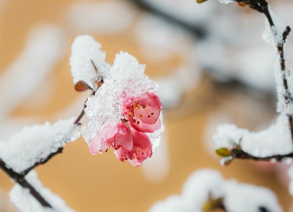 ΚΑΙΡΟΣ ΧΡΙΣΤΟΥΓΕΝΝΑ ΠΡΩΤΟΧΡΟΝΙΑ ΤΣΑΤΡΑΦΥΛΛΙΑΣ