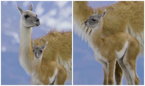 Θηλυκό γκουανάκο καταγράφηκε να περιμένει το μικρό της που προσπαθεί να την προλάβει