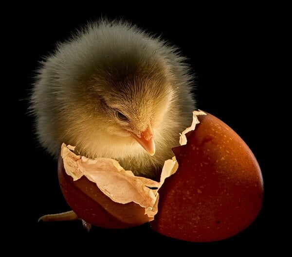 Οι καλύτερες φωτογραφίες του National Geographic για το 2025