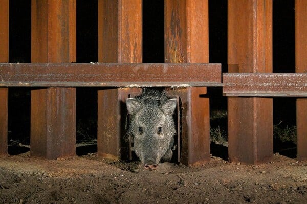 Οι καλύτερες φωτογραφίες του National Geographic για το 2025