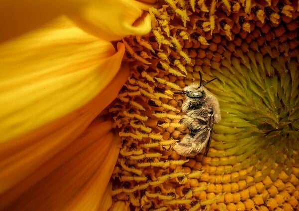 Οι καλύτερες φωτογραφίες του National Geographic για το 2025