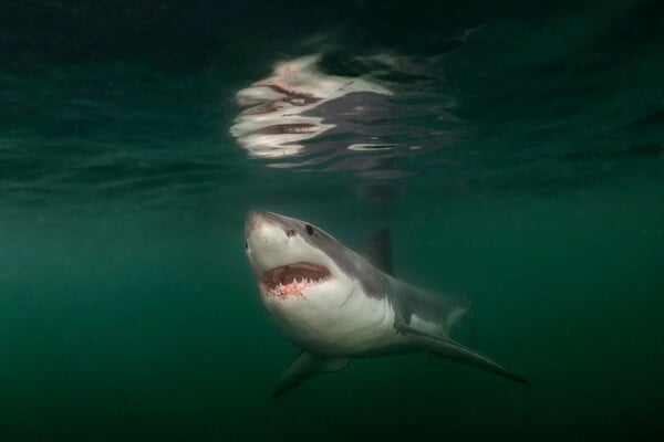 Οι καλύτερες φωτογραφίες του National Geographic για το 2025