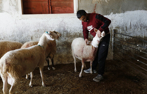 ΔΥΤΙΚΗ ΟΧΘΗ ΕΠΟΙΚΟΙ ΠΡΟΒΑΤΑ ΧΗΜΙΚΑ