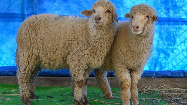 Έναν χρόνο μετά: Πώς εξελίσσεται το πρώτο γονιδιακά επεξεργασμένο πρόβατο της Ινδίας